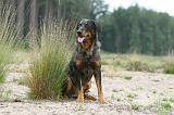 BEAUCERON 423